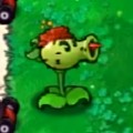 植物大战僵尸杂交版3.5