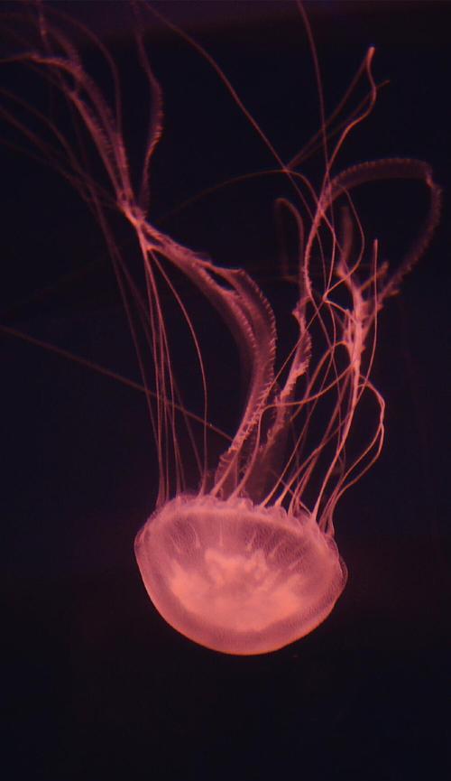 探索深海之约（揭秘最佳战术与技巧，成为深海之王）