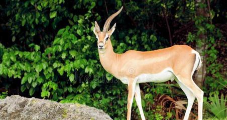 揭秘侦探格瑞莫尔的神秘世界（探寻侦探格瑞莫尔的独特技巧和案件解决之道）