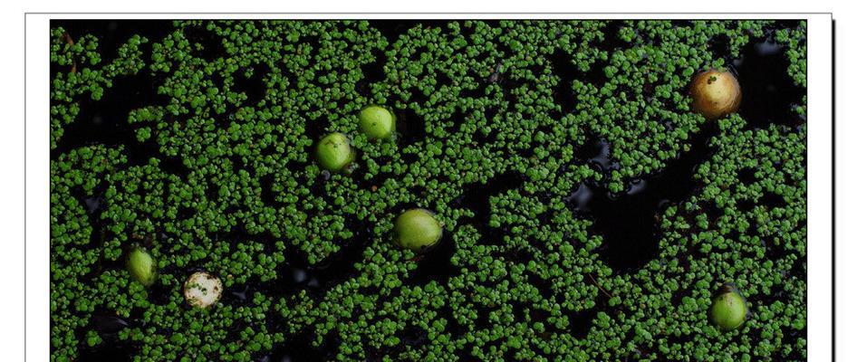 90100升级攻略（一键升级、高效打怪，尽在你手！）