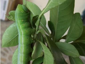 《江南百景图》游戏中心，如何获取长相思栀子花种子？（这里有详细的种子获取方法和技巧）