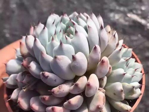 神鹰法师蓝精灵出装攻略（掌握关键装备，蓝精灵成就霸业）