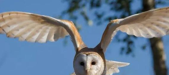 《宠物岛屿生活技能攻略》（掌握宠物岛屿生活技能，打造幸福宠物生活）