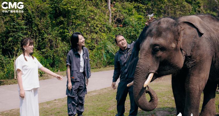 《云朵国度》种子种类一览（发现万物生长的奥秘，了解《云朵国度》隐藏的宝藏）