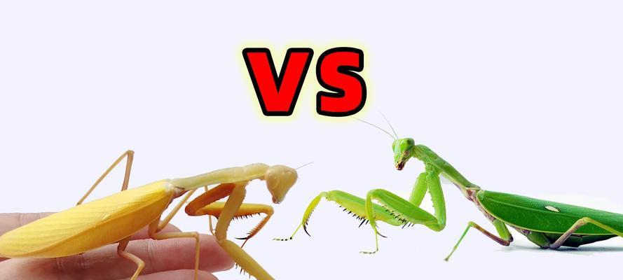 以斧劈螳螂技能搭配攻略（打造最强战斗组合，无敌螳螂来袭！）