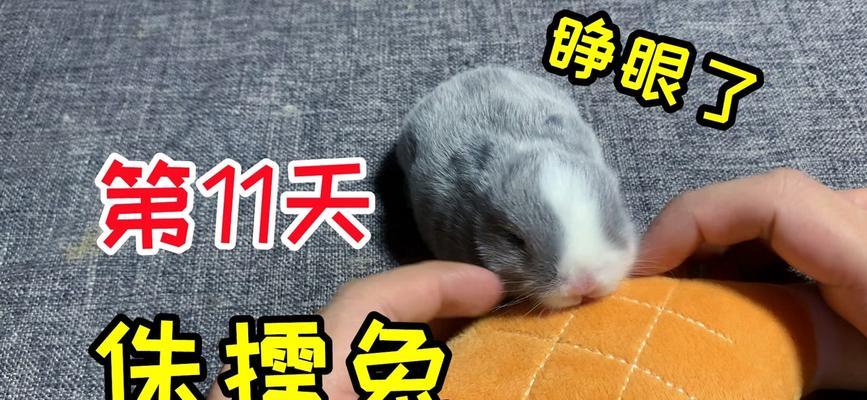 兔子技能推荐加点攻略（兔子职业加点分析与技能建议）