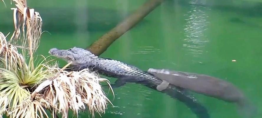 海牛技能搭配攻略（巨兽战场中海牛技能的最佳搭配及使用策略）