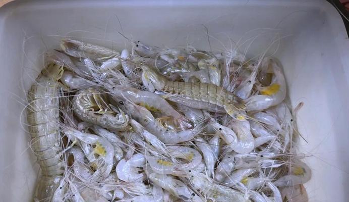 盐城赶海攻略（从初学者到专家，你只需这1个）