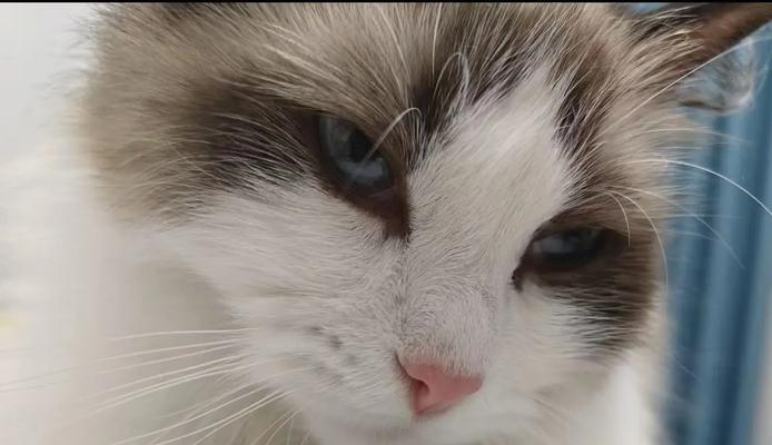 《以仲夏物语猫咪技能介绍攻略》（探索猫咪技能的奥秘，带你畅玩仲夏物语）