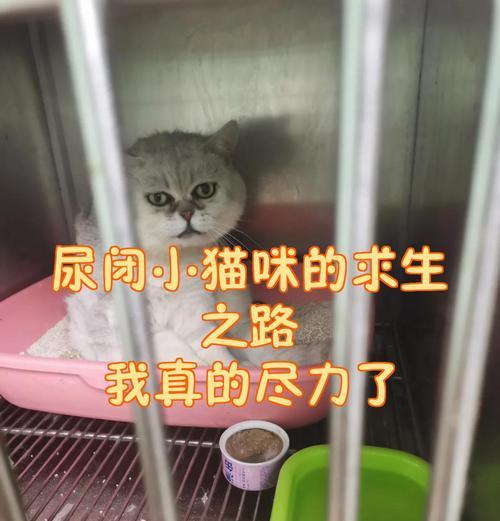 小猫咪求生技能搭配攻略（让你的小猫咪成为生存高手的必备技能与策略）