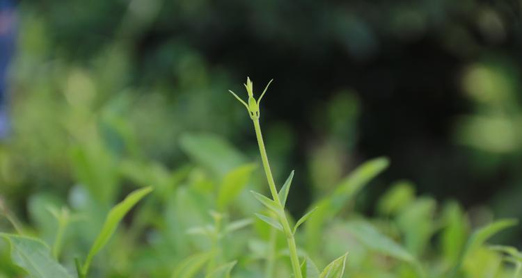 寻根问道（传承千年智慧，掌握传统技能的关键诀窍）