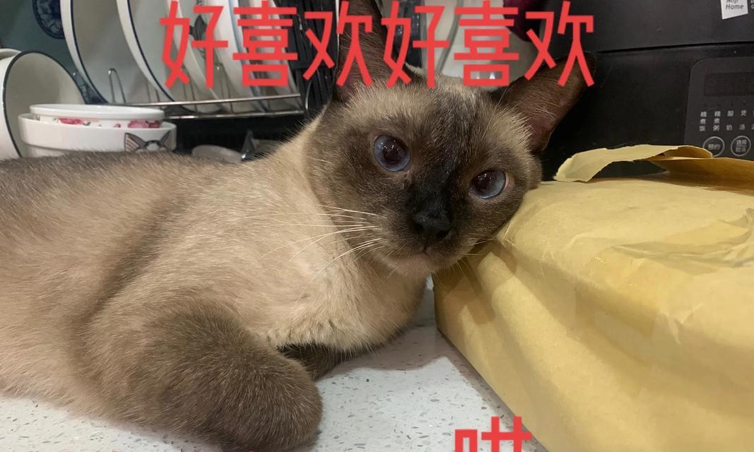 大舌头擦亮爪子，喵星人最拿手的清洁方式